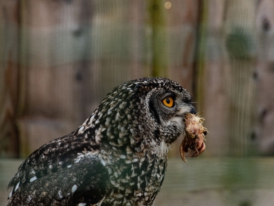 Spotted Eagle-owl - De Zonnegloed - Animal park - Animal refuge centre 